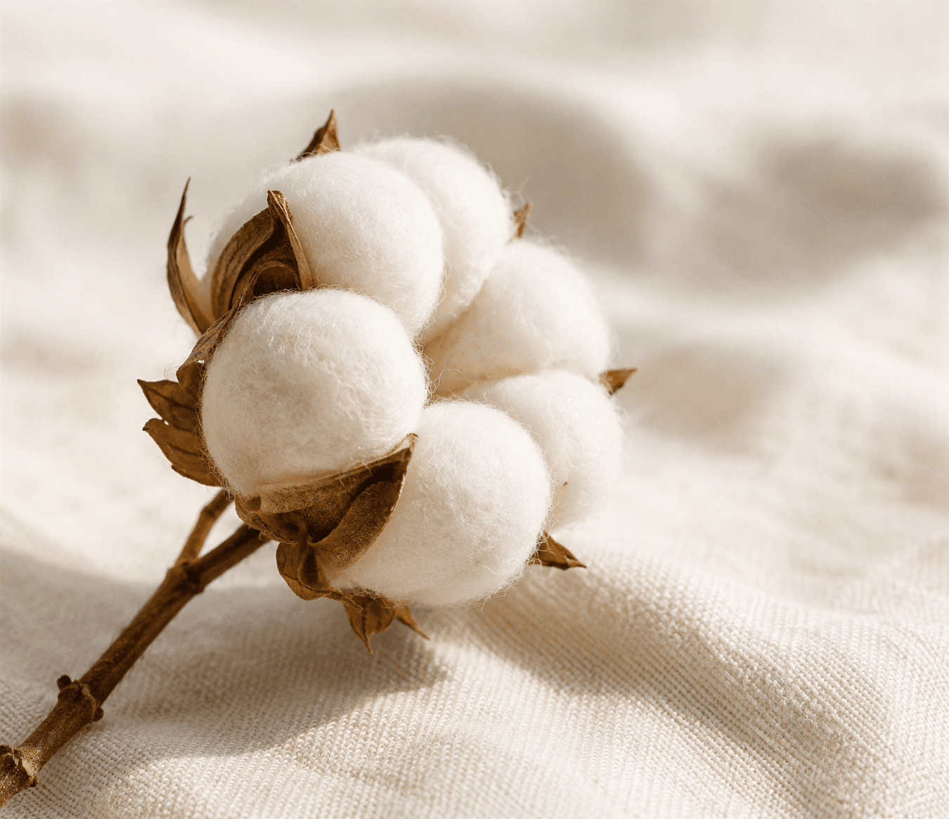 Natural cotton boll, representing the Herbal Treated Cotton variant